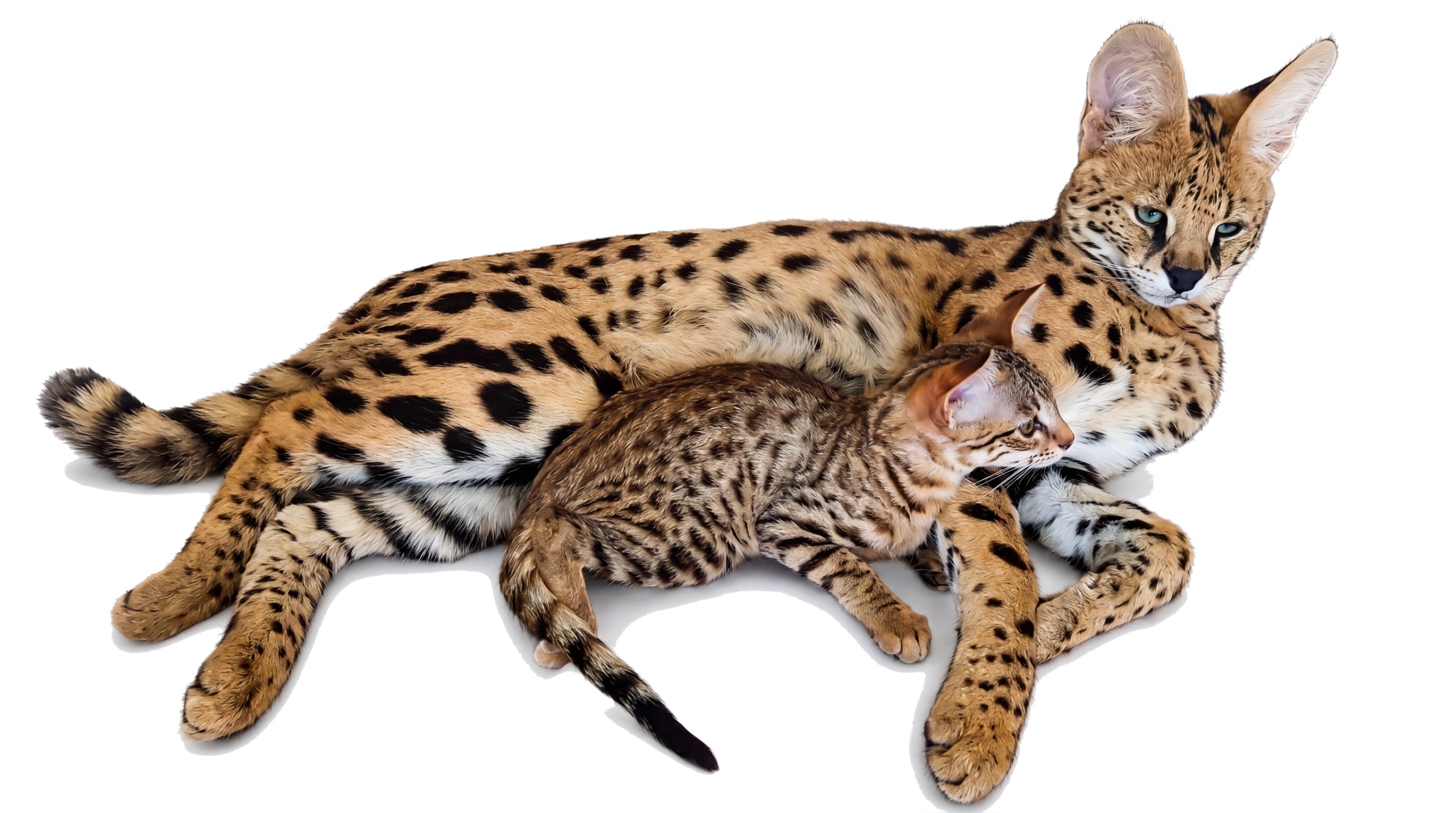 Serval mit Savannah F1 Kitten auf hellem Hintergrund