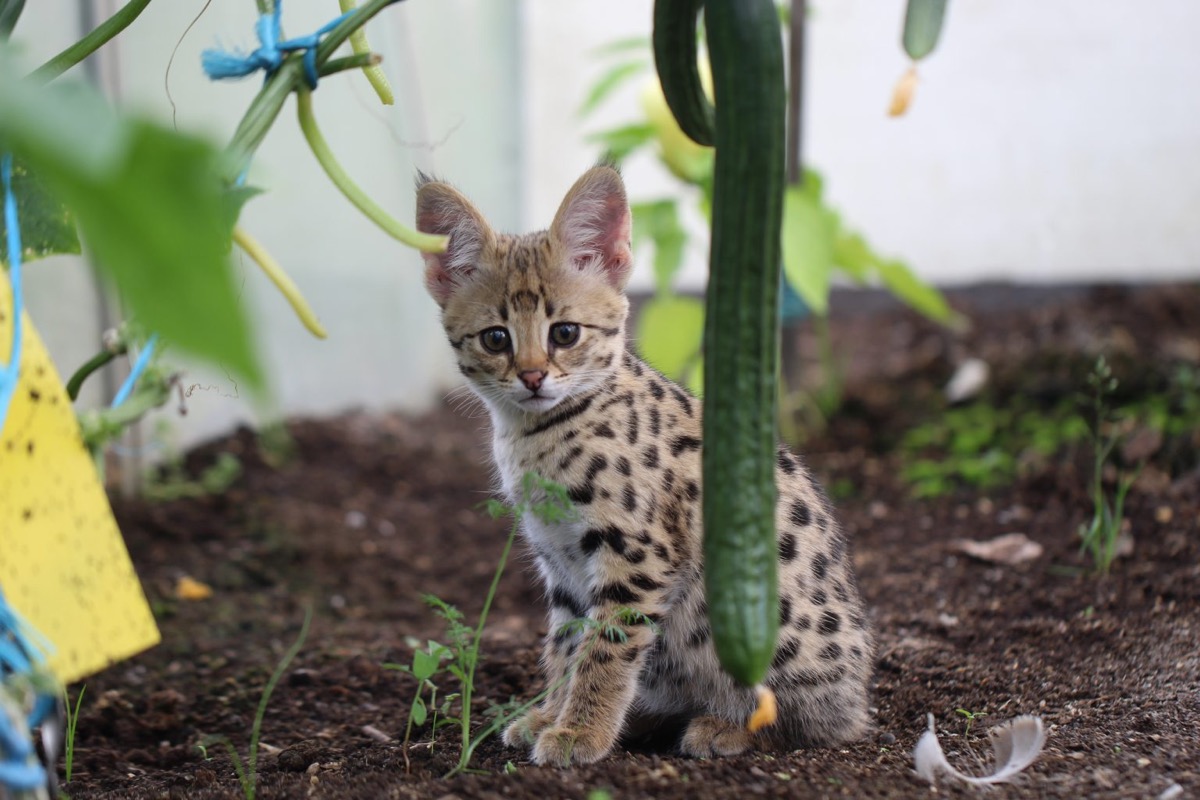 Savannah F1 Kitten im Garten