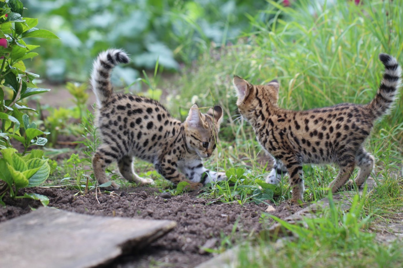 Zwei Savannah F1 Kitten spielen im Garten