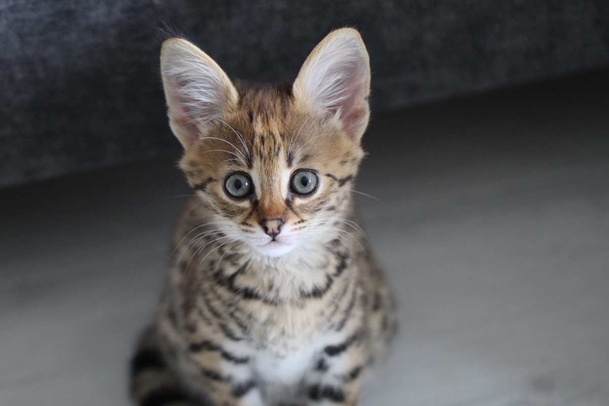 Savannah F1 Kitten mit wachem Blick
