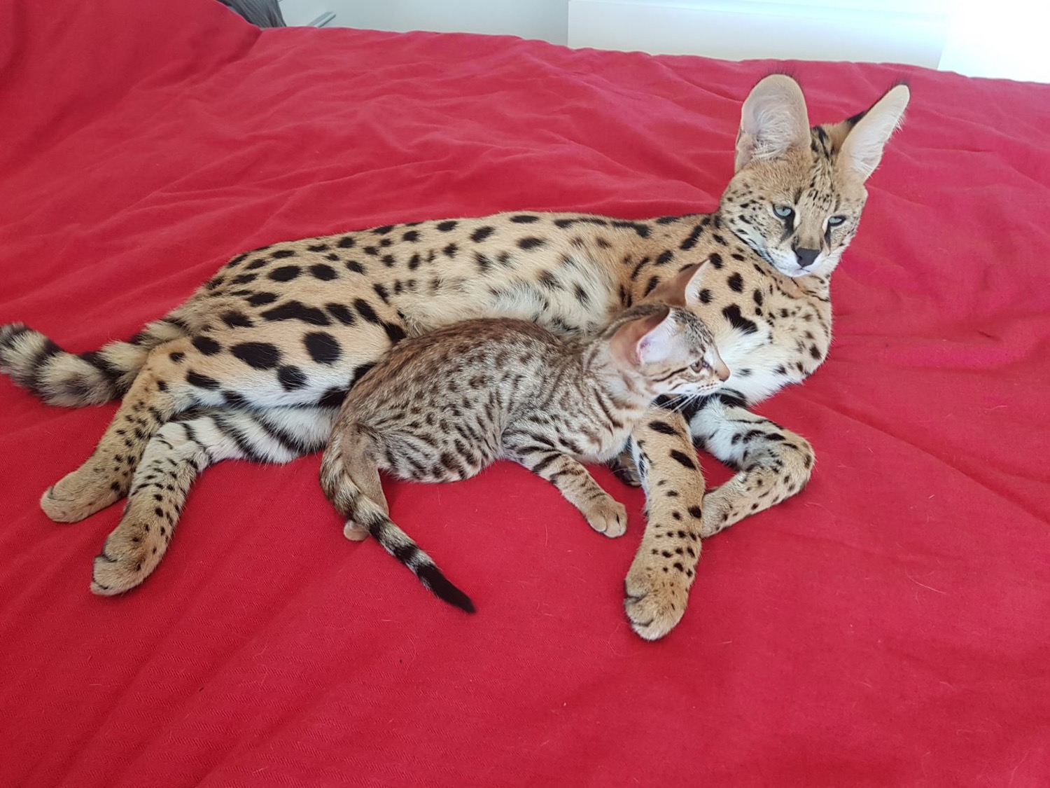 Serval mit Savannah F1 Kitten