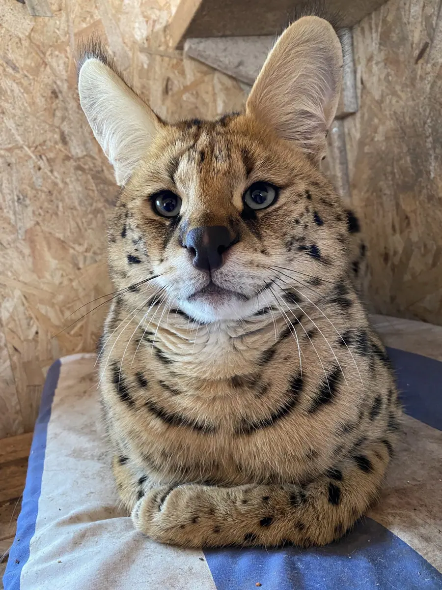 Nahaufnahme einer Savannah-Katze
