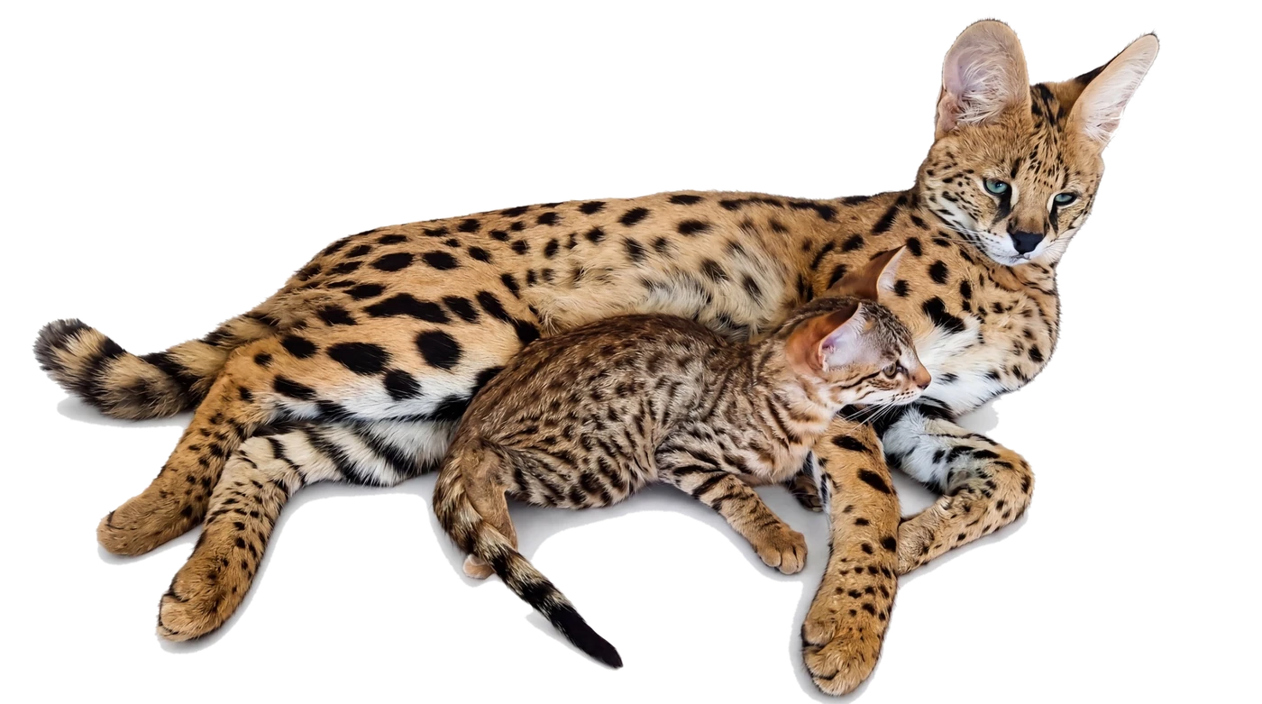 Serval mit Savannah F1 Kitten auf hellem Hintergrund