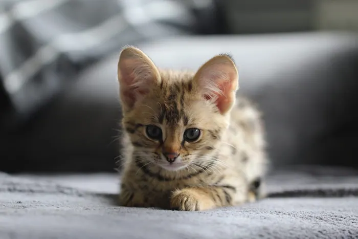 Savannah F1 Kitten sitzt ruhig