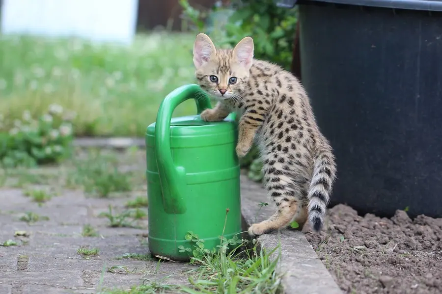 Savannah F1 Kitten in Bewegung