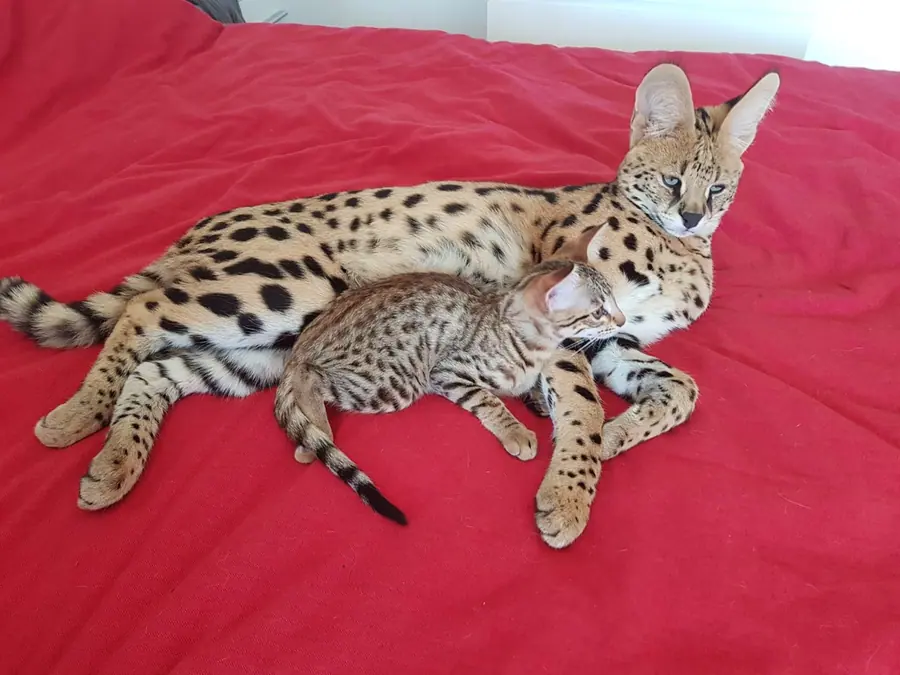 Serval mit Savannah F1 Kitten