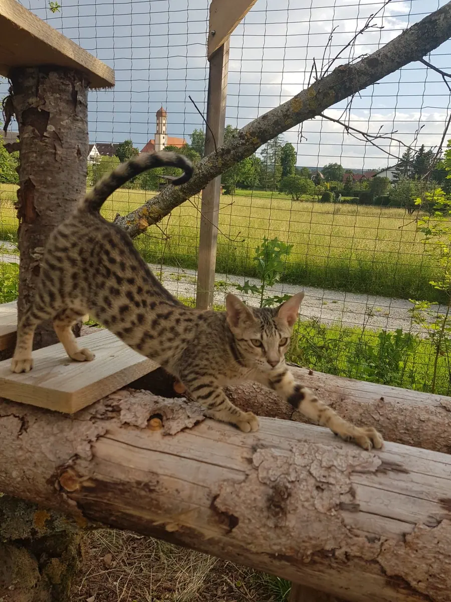 Savannah-Katze in einem Außengehege