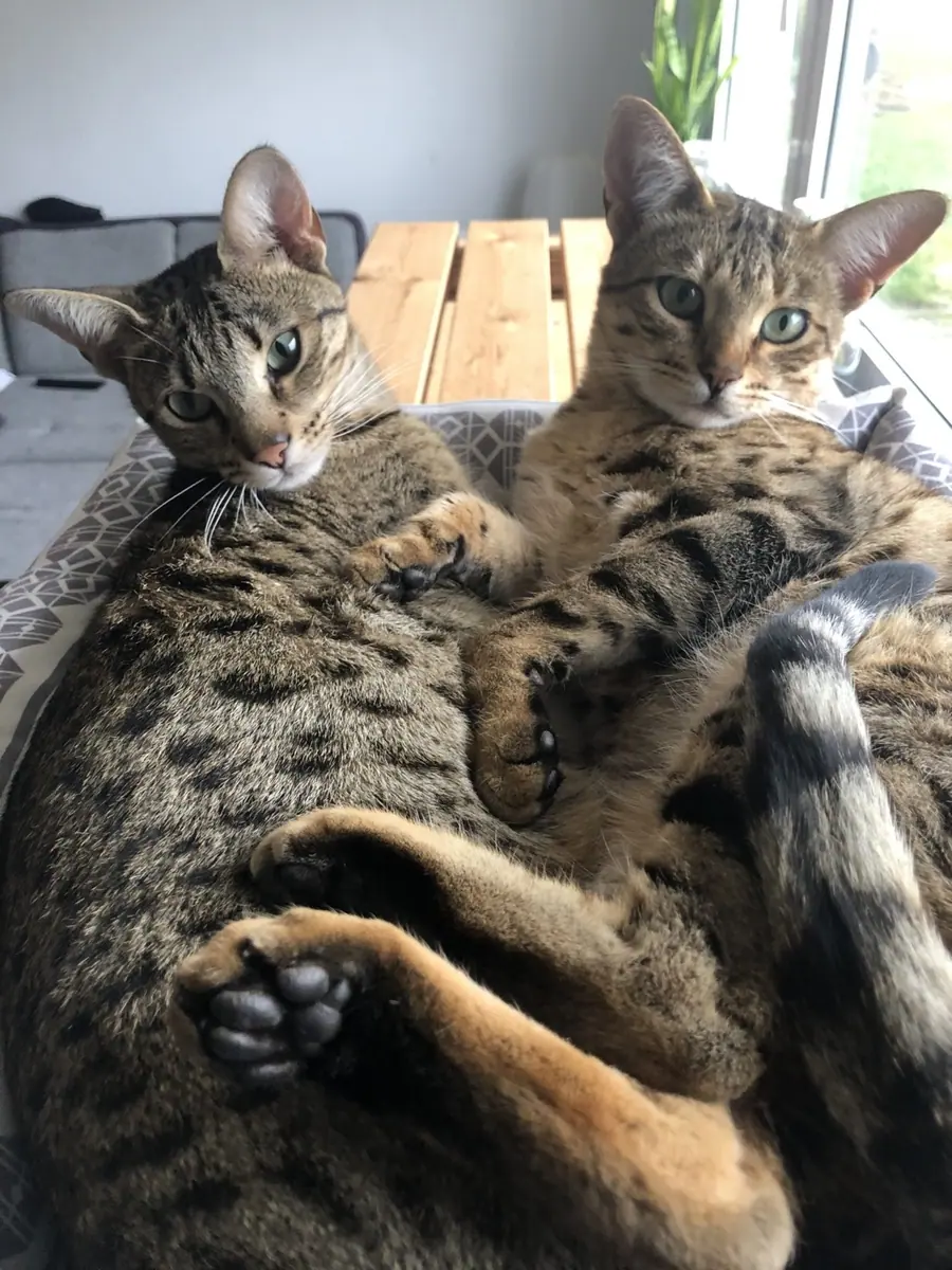 Zwei Savannah-Katzen im Körbchen