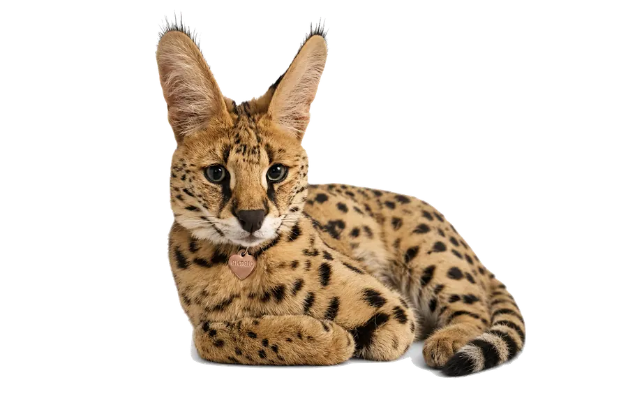 Serval Giorgo freigestellt ohne Hintergrund