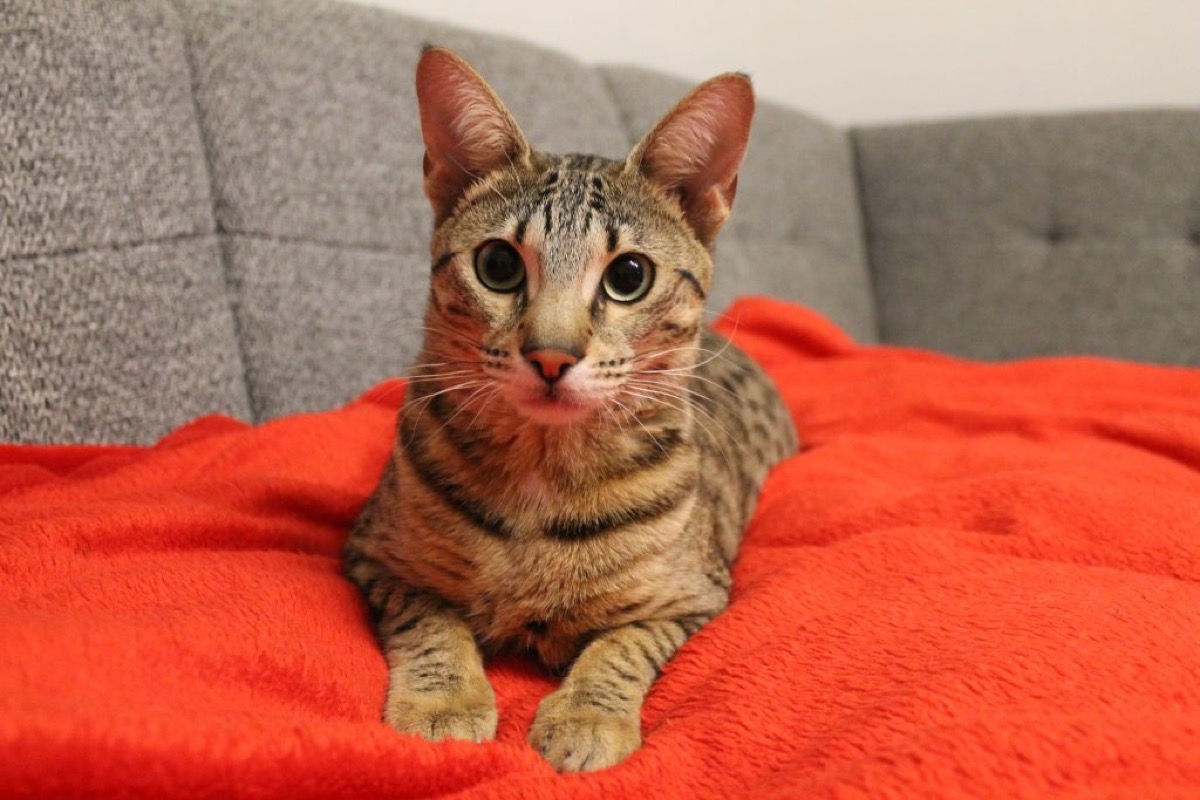 Savannah F7 Annabelle auf einer roten Decke