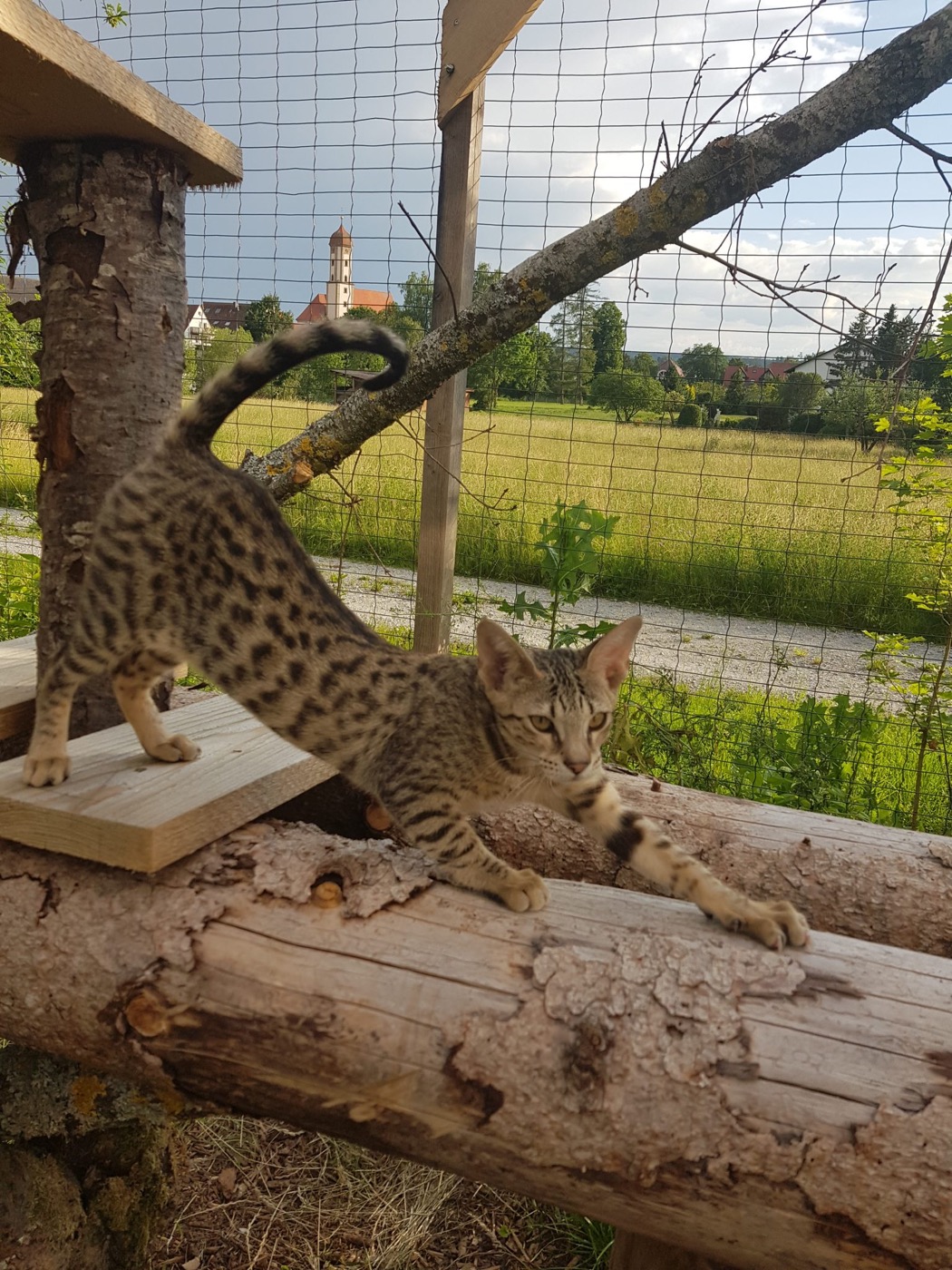 Savannah-Katze in einem Außengehege