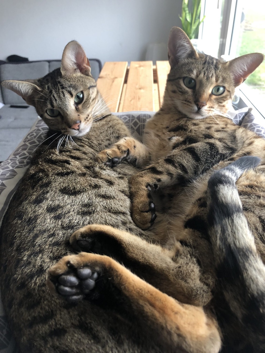 Zwei Savannah-Katzen im Körbchen