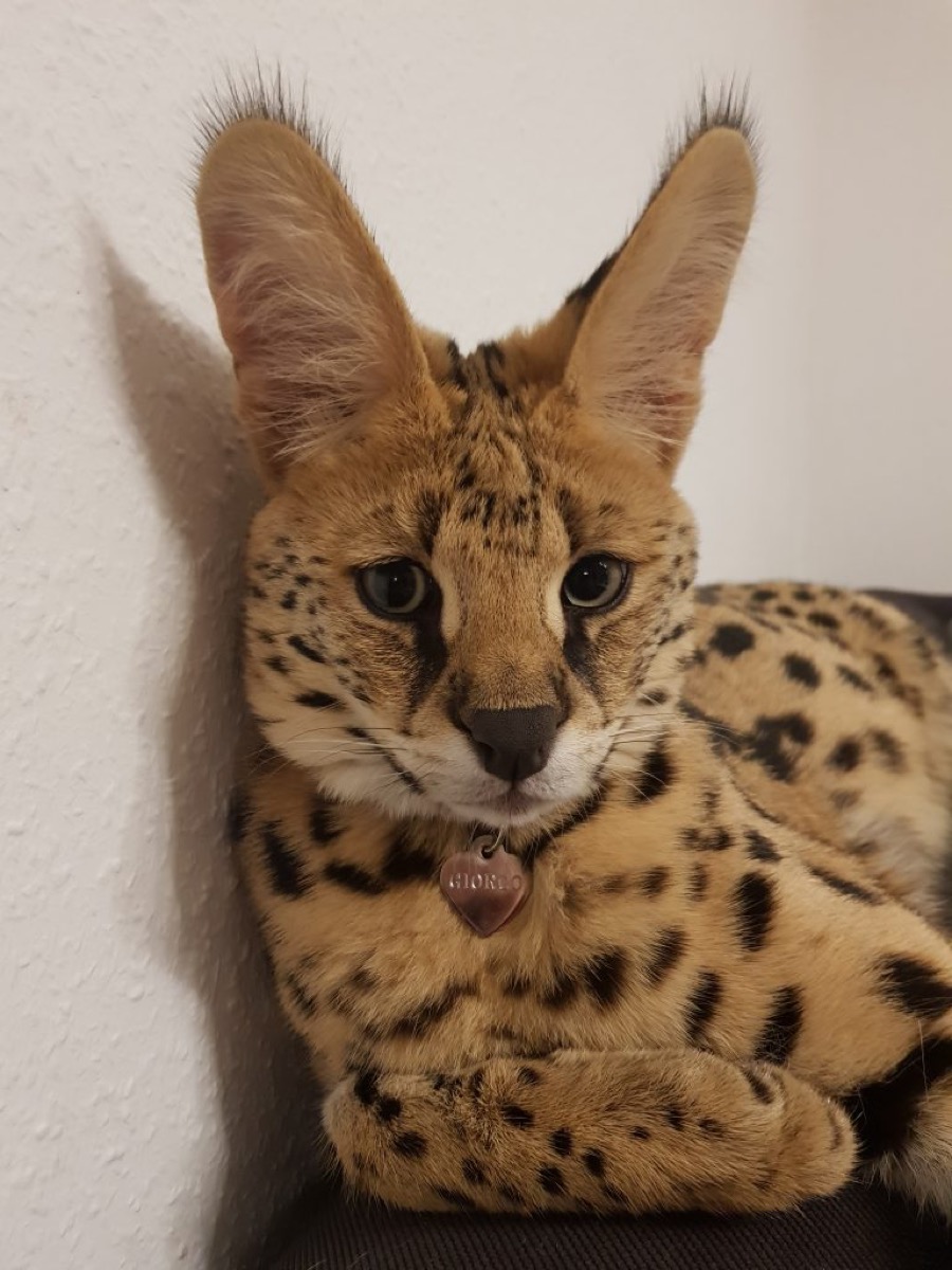 Serval Giorgo mit aufmerksamem Blick